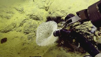 Media type: image;   Invertebrate Zoology 153111 Description: live specimen;